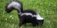 Skunk.